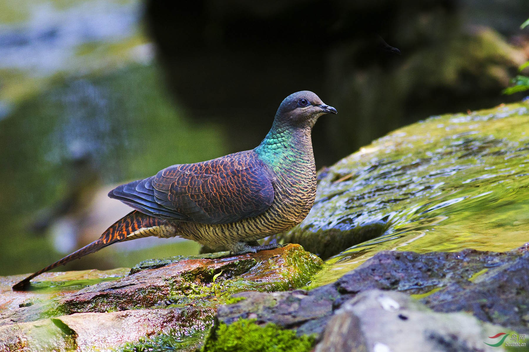  p>鸠鸽科,columbidae,是的鸟类在分类学中隶属于鸟纲 a href="#"