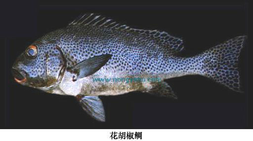 花胡椒鲷 百度百科