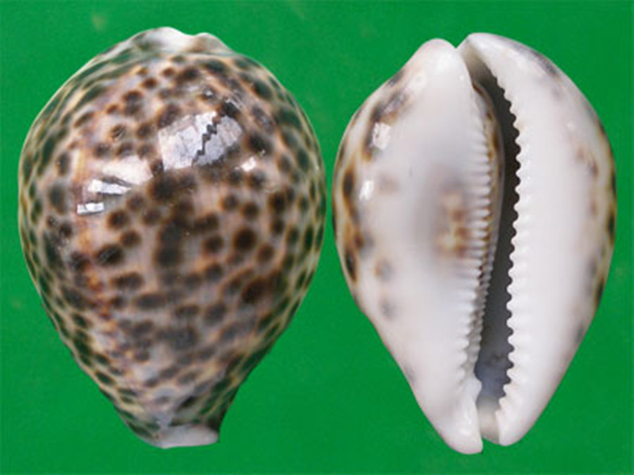  p>黄齿宝螺(学名:erronea xanthodon xanthodon)是腹足纲宝螺科的 a