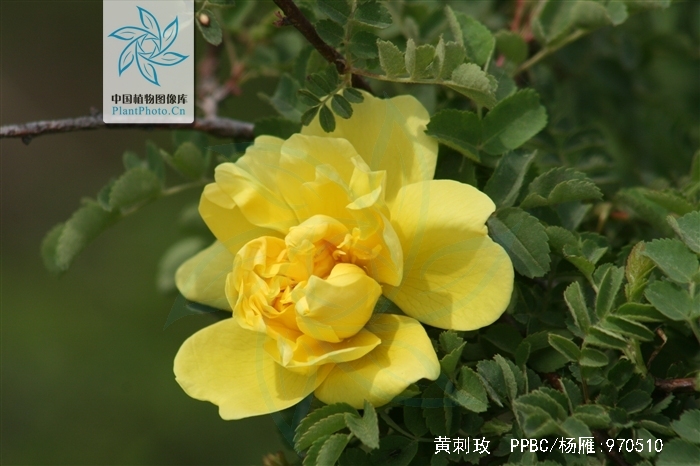  p>黄刺玫,拉丁学名: rosa xanthina lindl,落叶灌木.