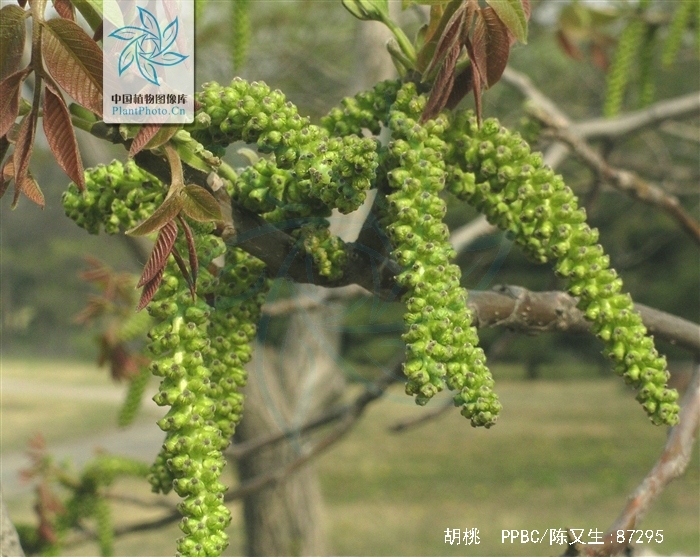 p>胡桃(拉丁学名  i>juglans regia  /i> l. ),俗称核桃 i>.