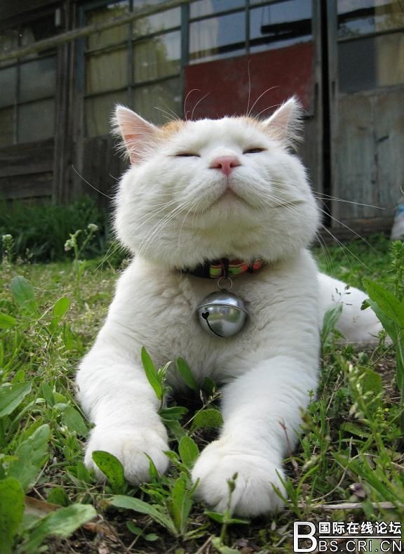  p> a target="_blank" href="/item/猫叔">猫叔 /a>(2002年3月8日
