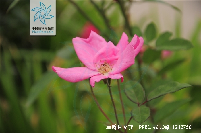 rosa chinensis var. spontanea