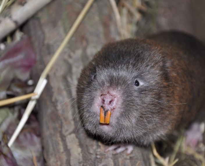  p>竹鼠属(学名:rhizomys):共有3个 a href="#" data-lemmaid="