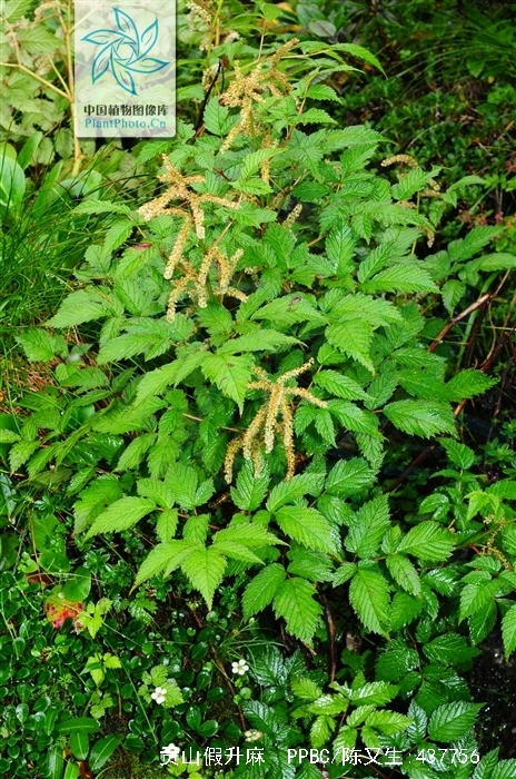  p>贡山假升麻(学名: i>aruncus gombalanus /i> hand.-mazz.