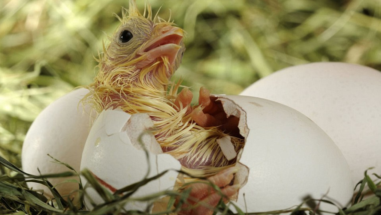  p>动物的 a target="_blank" href="/item/受精卵/408985" data