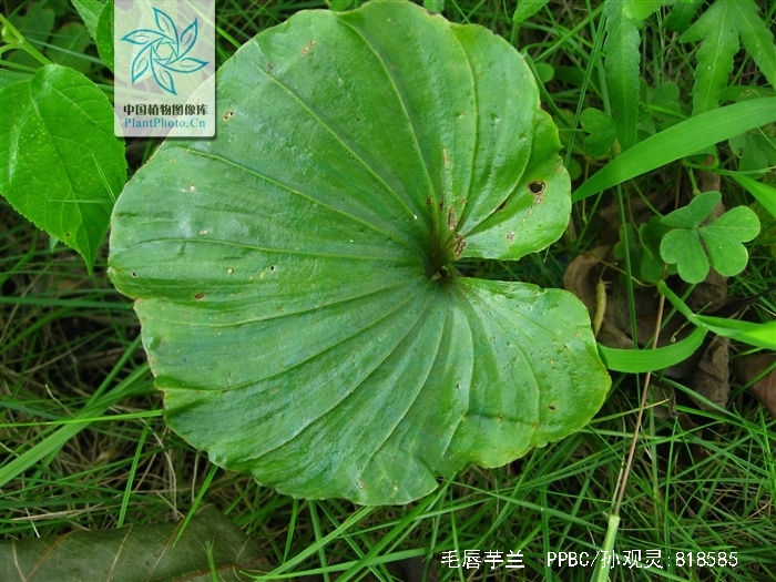  p>毛唇芋兰(学名: i>nervilia fordii /i> (hance) schltr.