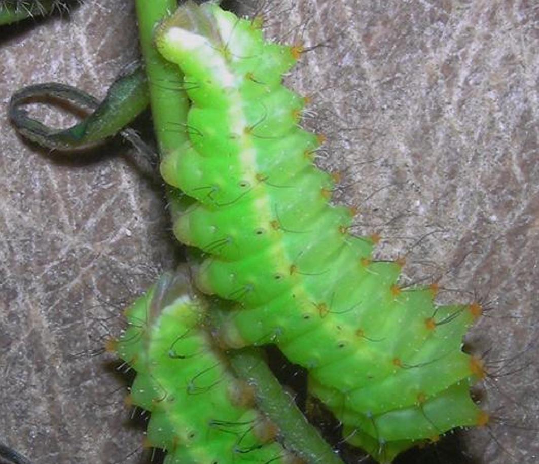  p>绿尾大蚕蛾(学名: i>actias ningpoana /i>)是鳞翅目大蚕蛾科的一
