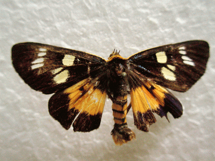 翅目 /a> a target="_blank" href="/item/虎蛾科">虎蛾科 /a>的通称