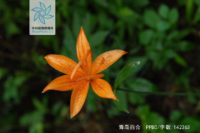  p>青岛百合(学名: i>lilium tsingtauense /i>)又名 a target="