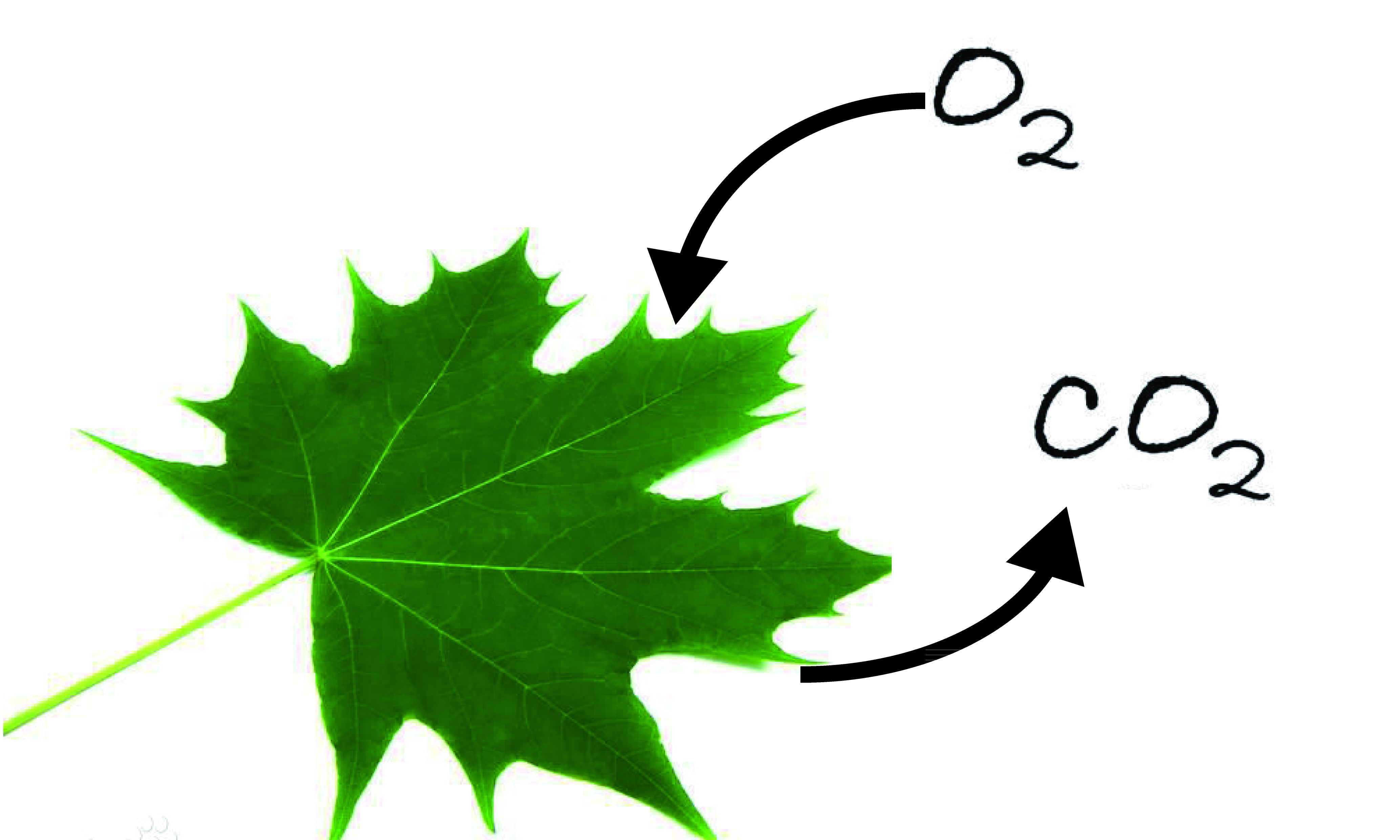 植物在无光条件下的 a target="_blank" href="/item/有氧呼吸/782305