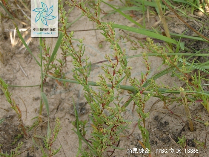 角果碱蓬