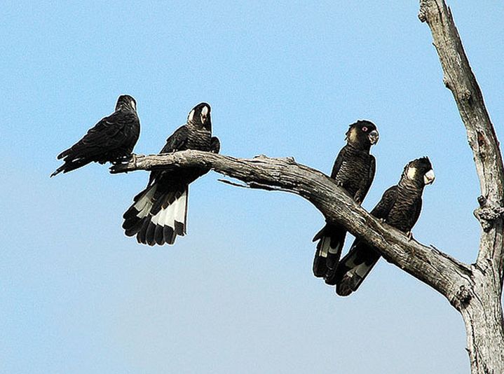 white-tailed black-cockatoo