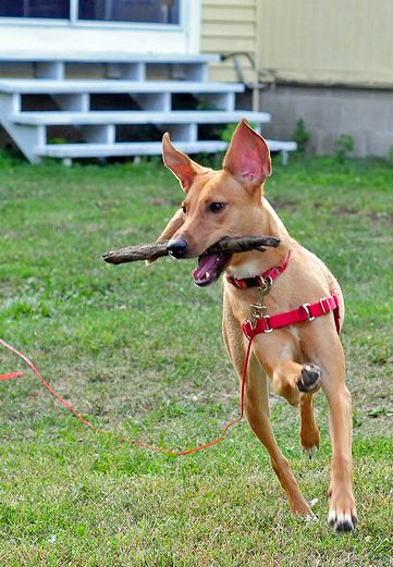  p>普通家犬,也称"家狗",是最常见的犬科 a target="_blank" href="