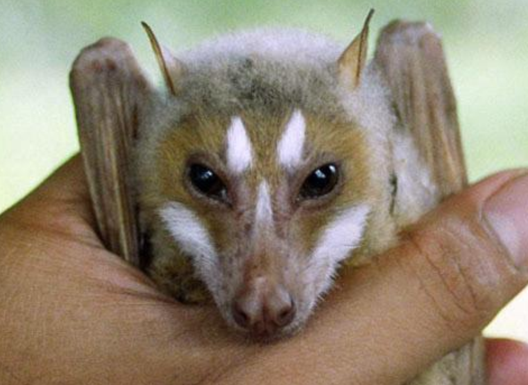  p>果蝠(拉丁学名: i>rousettus leschenaulti /i>)是狐蝠科果蝠属下