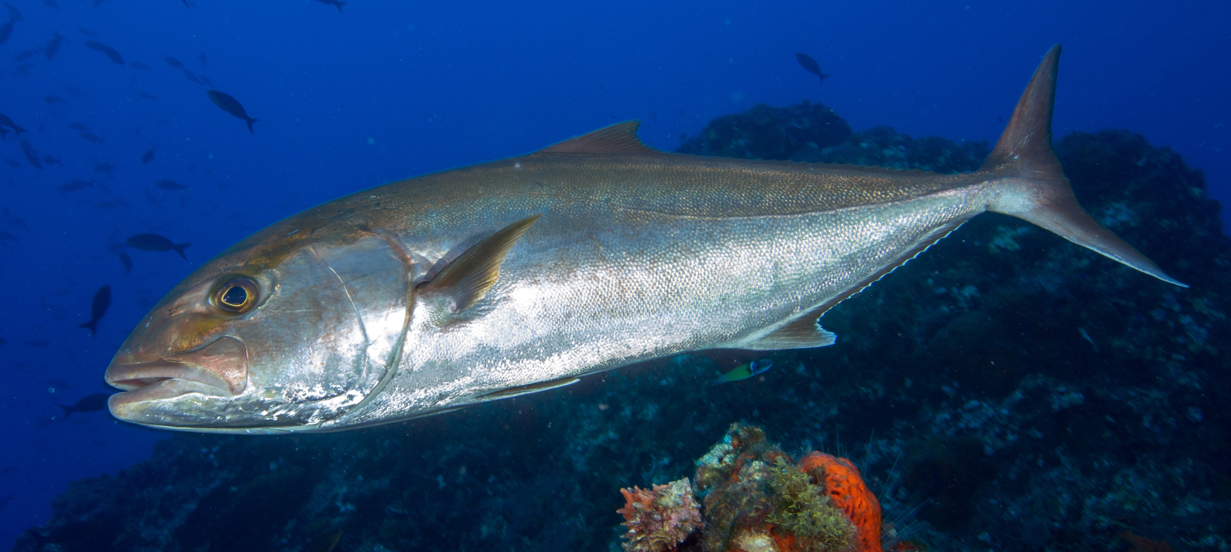  p>高体鰤(学名: i>seriola dumerili /i>)是鲹科,鰤属的鱼类.