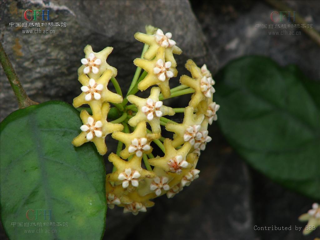  p>毛球兰(拉丁学名: i>hoya villosa /i> cost.