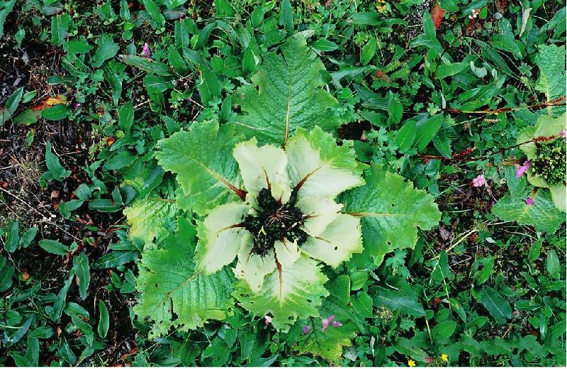 为菊科植物川木香 i>vladimiria souliei( franch.