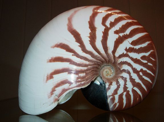  p>鹦鹉螺(学名:nautiloidea):是头足纲,鹦鹉螺科的海洋 a href="#">