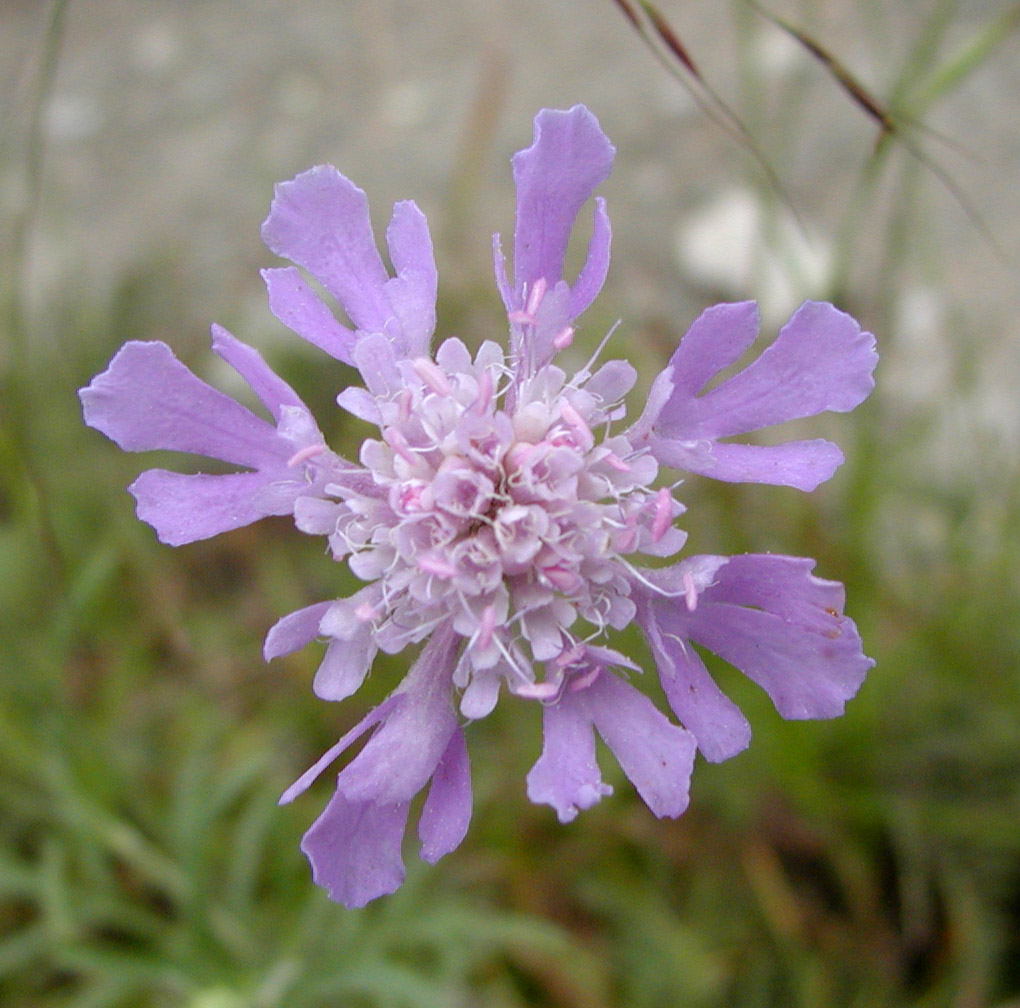  p>紫盆花(学名: i>scabiosa atropurpurea /i> linn.