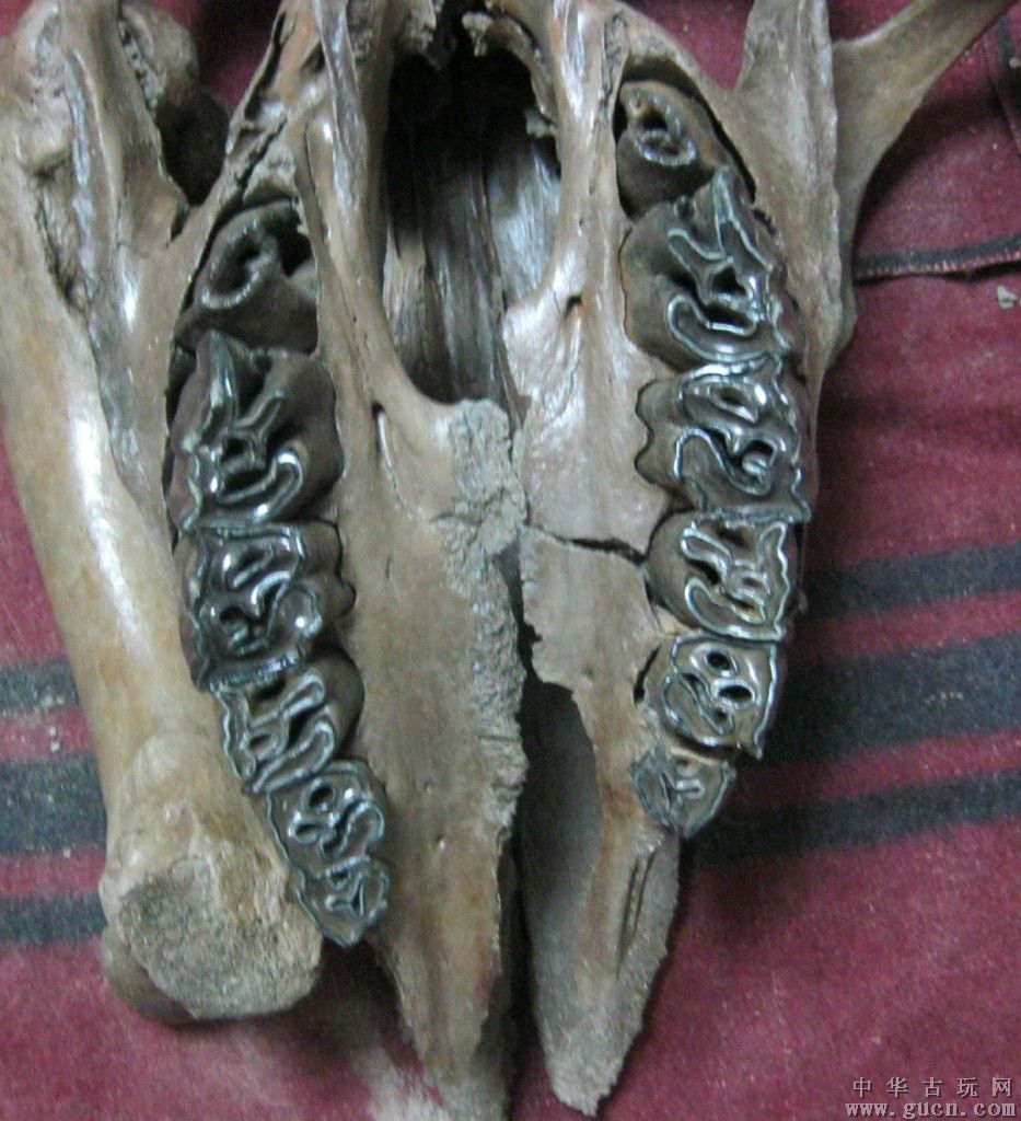  p>披毛犀, i>学名:coelodonta antiquitatis /i>,又名 a href="#"