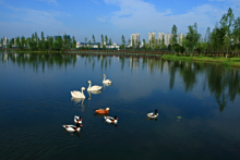 观音湖生态湿地公园