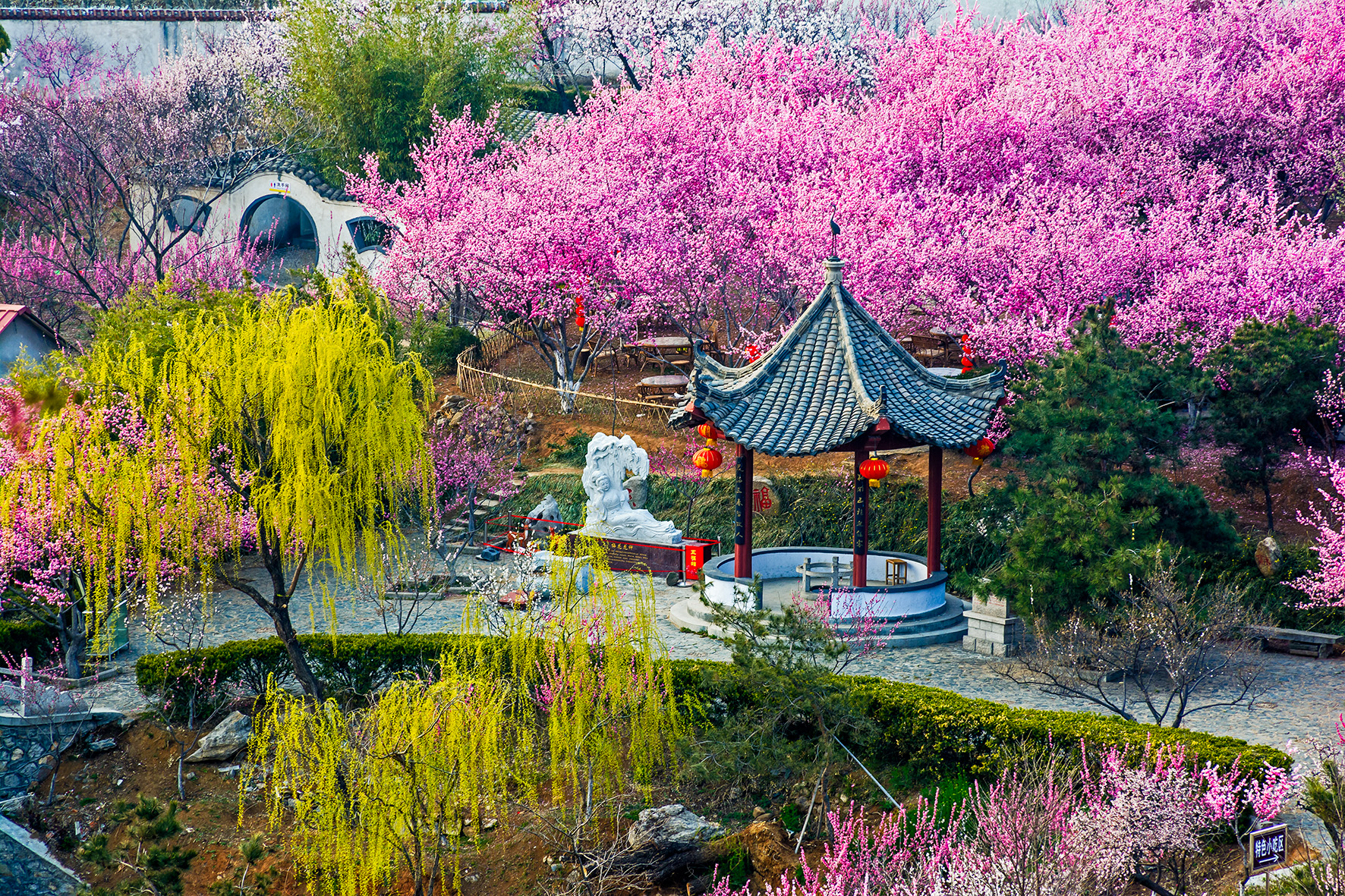  p>雪山梅园坐落在山东省沂水县雪山风景区,占地面积50余亩.