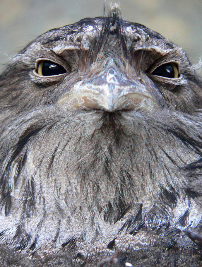  p data-id="gnbkr5eykt">蛙嘴夜鹰frogmouth, a target="_blank"