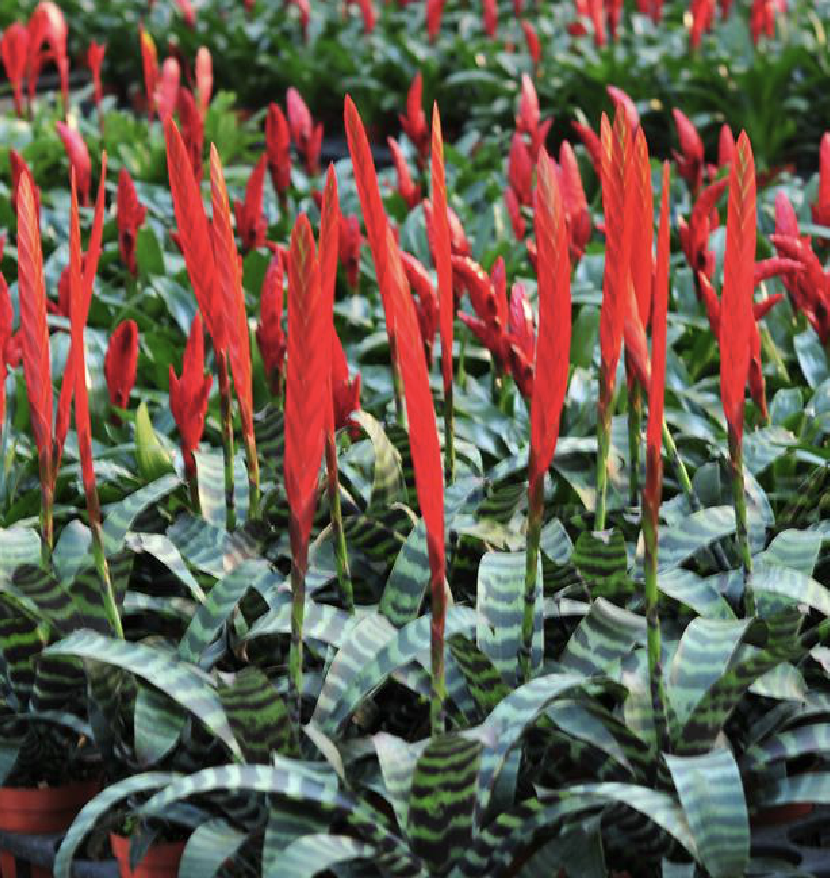  p>虎纹凤梨(学名: i>vriesea splendens /i> (brongn.) lem.