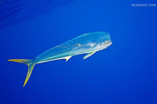  p>剑鱼(学名: i>xiphias gladius /i>),亦称"箭鱼".