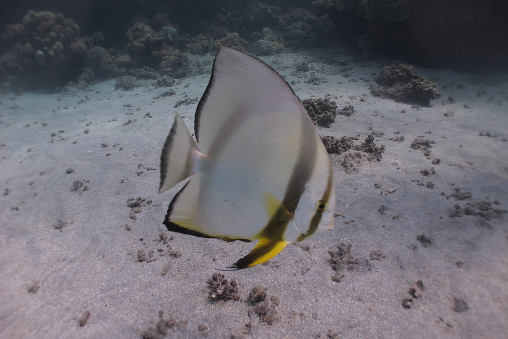  p>圆眼燕鱼(学名:platax orbicularis)又名 a href="#" data-lemmaid