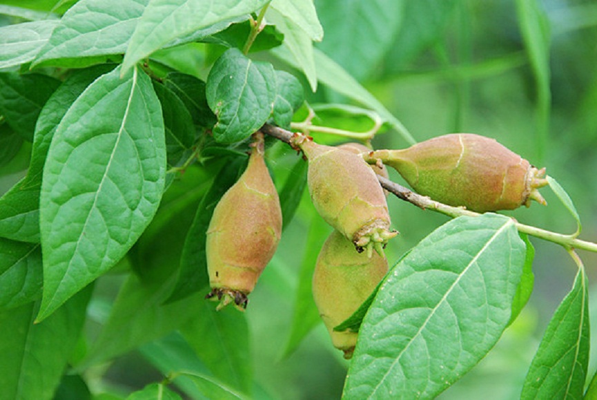 target="_blank" href="/item/巴豆属">巴豆属 /a>植物 a targe