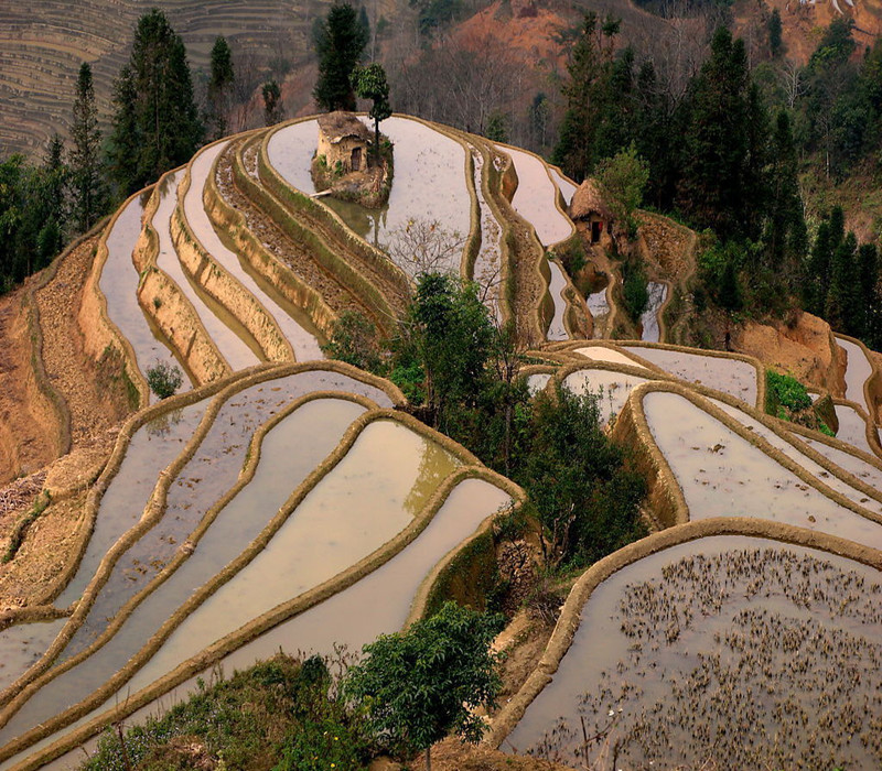  p>老虎嘴,桃叶鸦葱:多年生草本.
