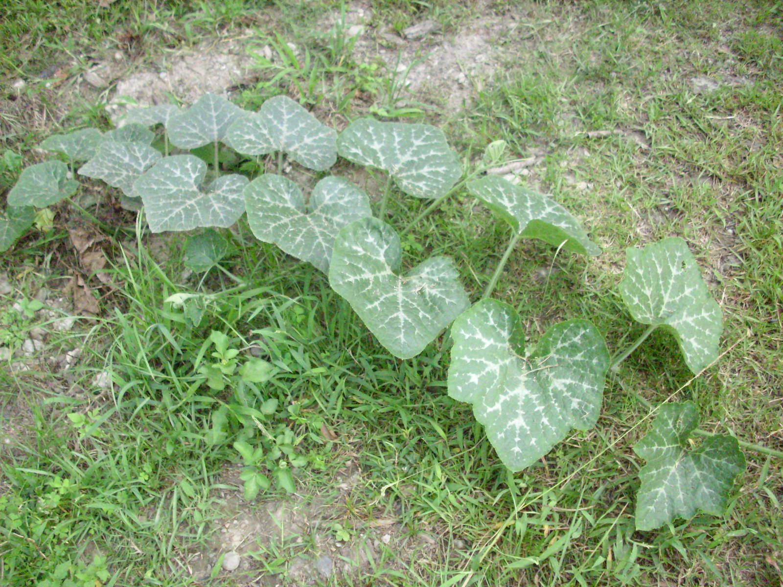  p>喷瓜属(ecballium),是 a href="#" data-lemmaid="229000">被子