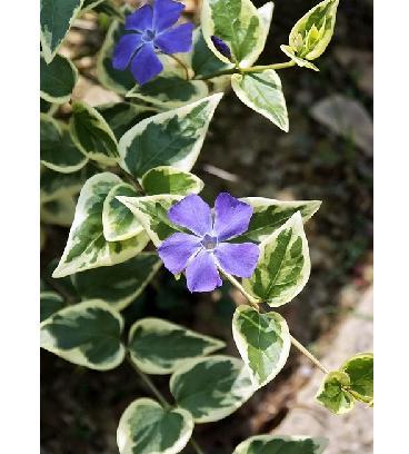 蔓長春花屬 百度百科