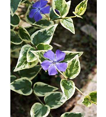蔓长春花属 百度百科