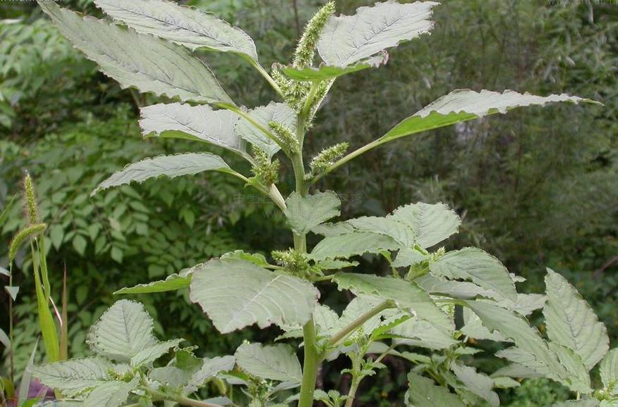  p>反枝苋(学名: i>amaranthus retroflexus /i> l.