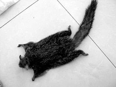  p>催生子,turbo cornutus solander,是一种小型海贝动物. /p>