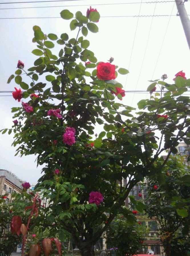  p>玫瑰树( i>ochrosia borbonica /i> gmelin): a href="#" data