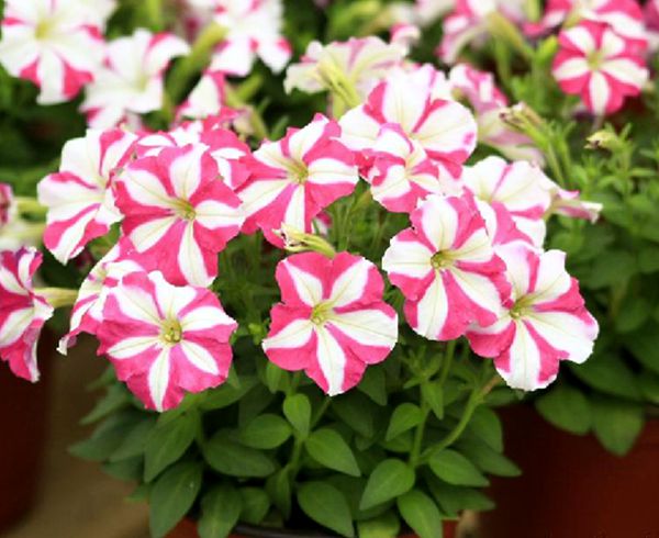  p>碧冬茄(学名: i>petunia hybrida /i> vilm.