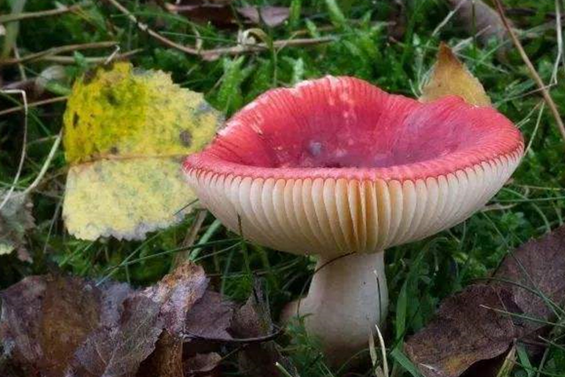  p>毒红菇,又名呕吐红菇,外观与 a href="#" data-lemmaid="2102977">