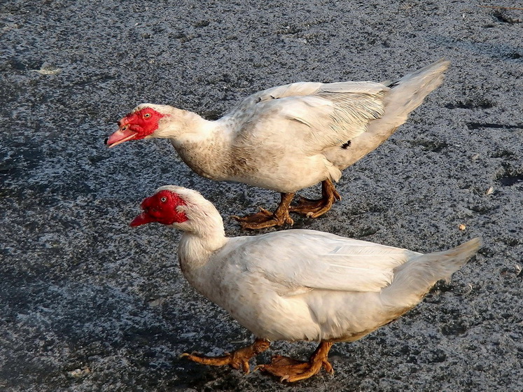  p>美洲雁,又称美洲香醇,原产于南美洲,学名香鹁,属珍禽类具有一定的