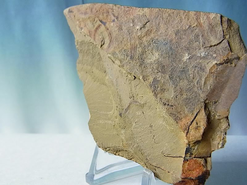  p>曳鳃动物已记载仅有18种,全部生活在浅海和深海的泥沙中,从潮间带