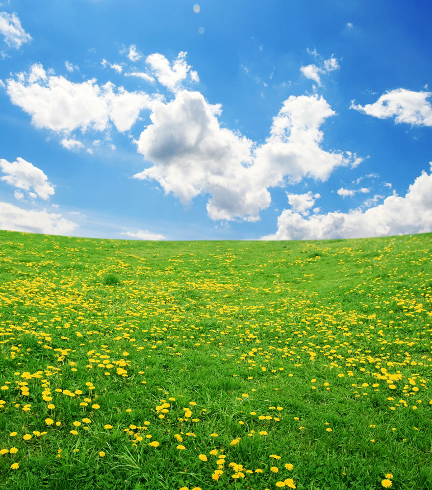 叶多数,倒卵状披针形或线状披针形,生长于海拔1300-3800米路旁草地