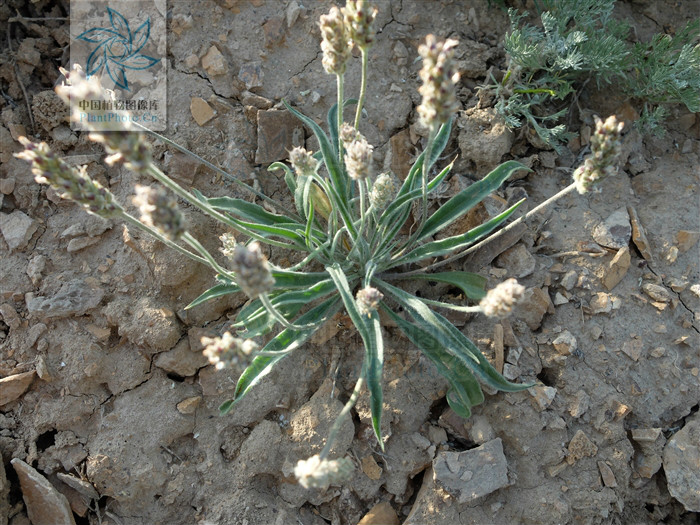  p>蛛毛车前,是一种 a target="_blank" href="/item/车前科/2297624"