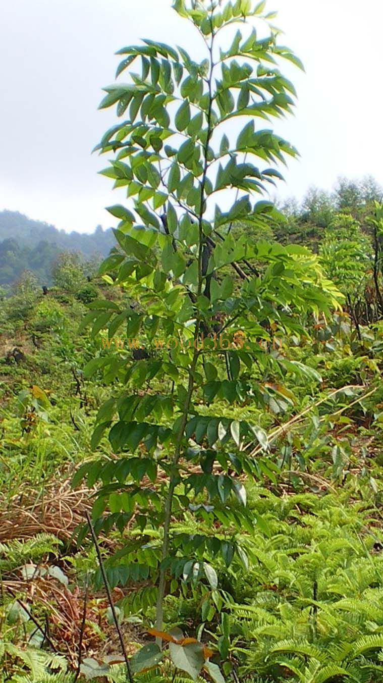绒毛黄檀