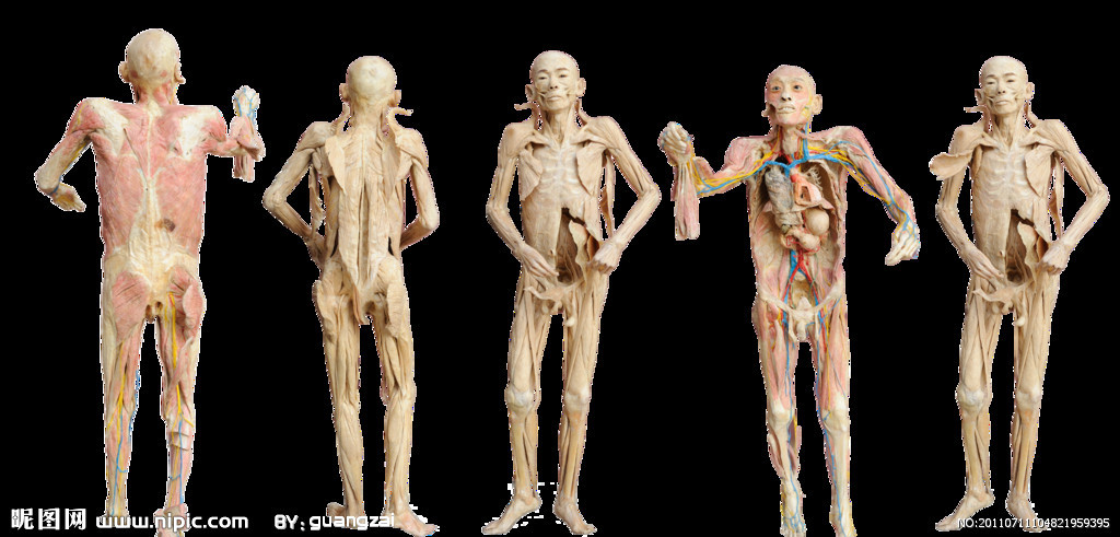  p>所谓人体标本就是由真实的人体,经过一系列的 a href="#" data