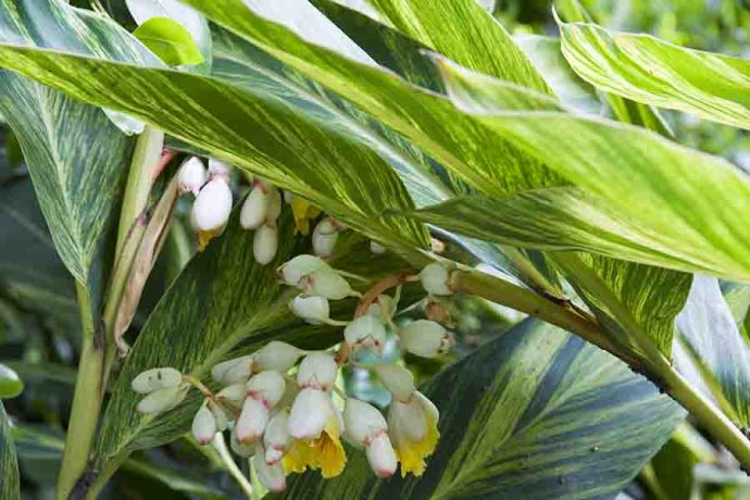  p>绿苞山姜(学名: i>alpinia bracteata /i> roxb)是姜科,山姜属