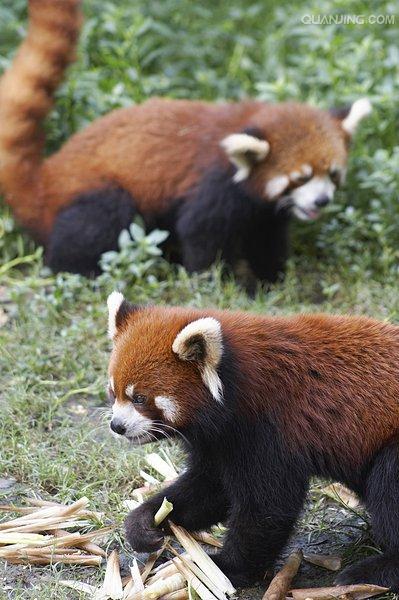  p>小熊猫(学名: i>ailurus fulgens /i>(f.