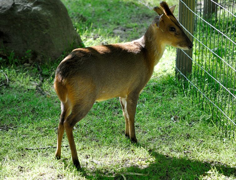  p>小麂(学名: i>muntiacus reevesi /i>)是一种小型的鹿科动物,栖息